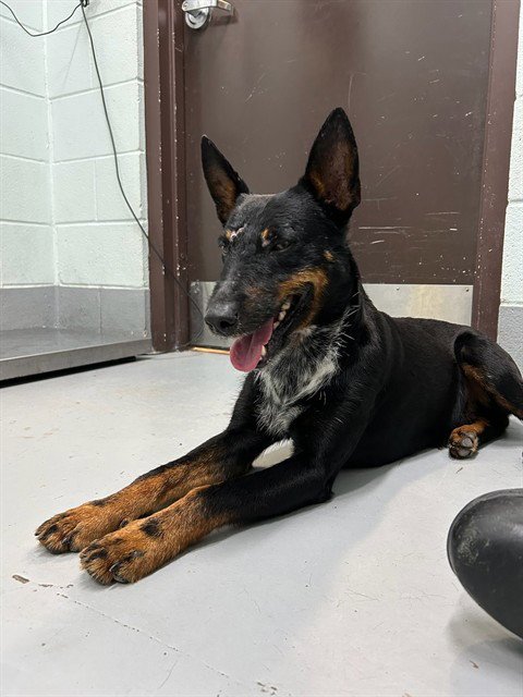 RORY - Australian Cattle Dog/Blue Heeler available for adoption