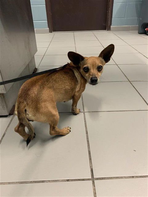 UNK - Chihuahua available for adoption
