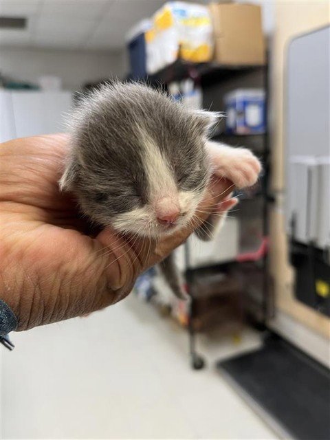 TIMMY - Domestic Short Hair available for adoption