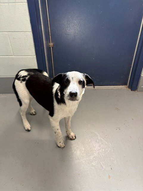 BOBO - Australian Cattle Dog/Blue Heeler available for adoption