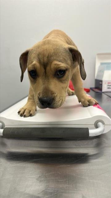 AVANI CHATURVEDI - Mastiff available for adoption