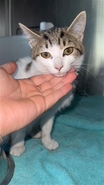 PEARL - Domestic Medium Hair available for adoption