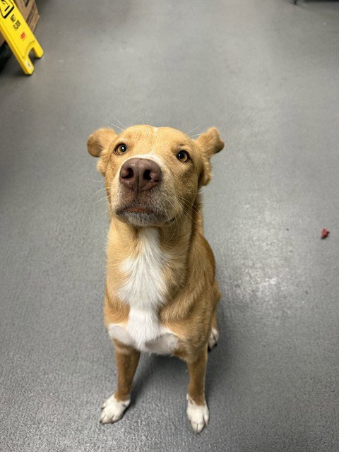 KINGSTON - Carolina Dog available for adoption
