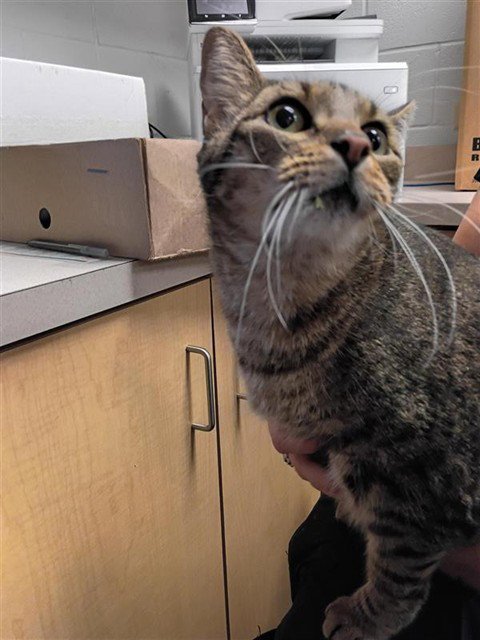 TOM - Domestic Short Hair for adoption in Corpus Christi