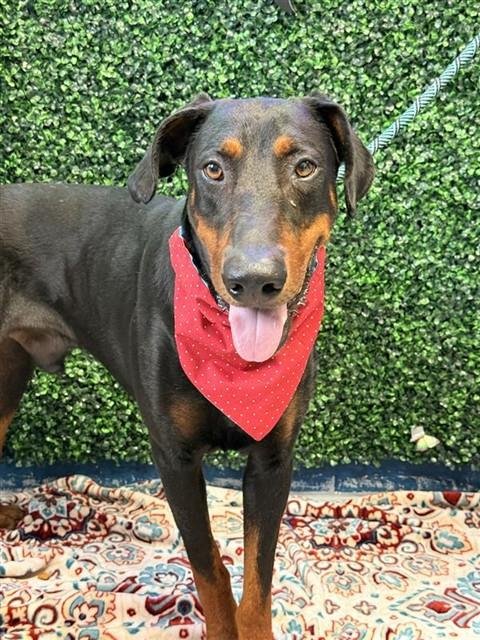 SHANG - Doberman Pinscher available for adoption