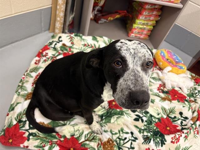 YUNI - American Pit Bull Terrier / Australian Cattle Dog/Blue Heeler available for adoption