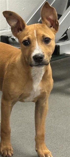 CHARLOTTE - Labrador Retriever available for adoption