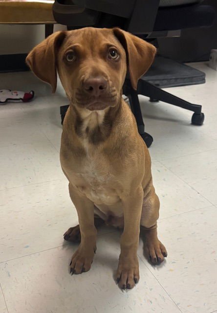 PUMBA - Vizsla available for adoption