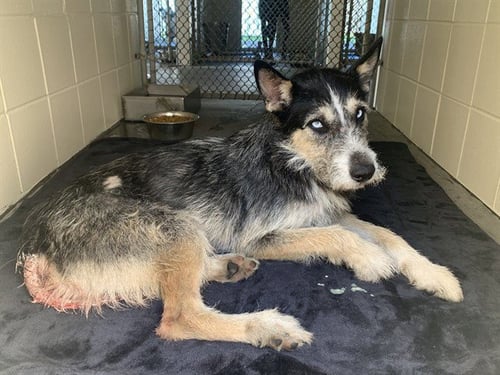 BANDIT - Border Terrier / Husky available for adoption