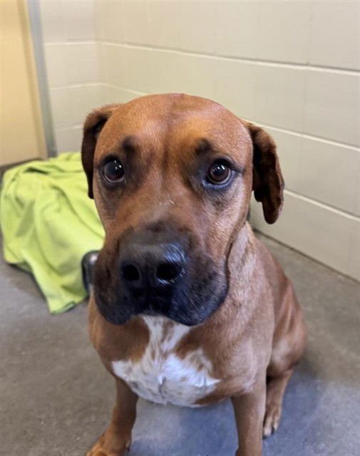 CARLTON - Boxer / Labrador Retriever available for adoption