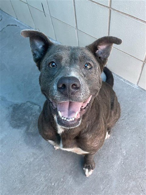 MS. VAL VAL - American Pit Bull Terrier available for adoption