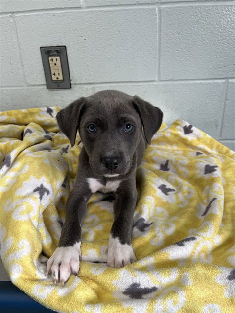REIRA - Blue Lacy available for adoption