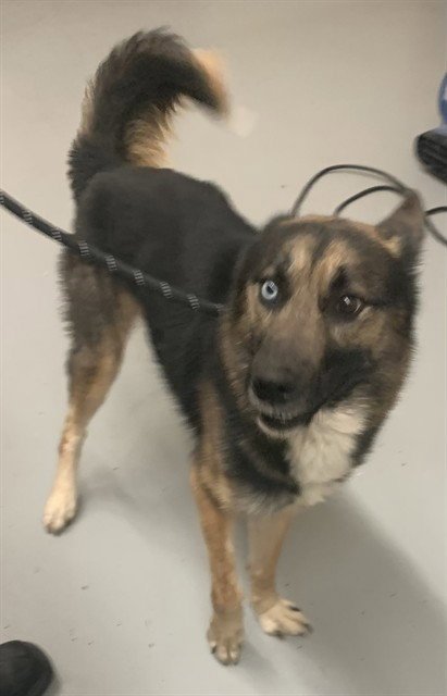 TEDDYSAURUSREX - German Shepherd Dog available for adoption