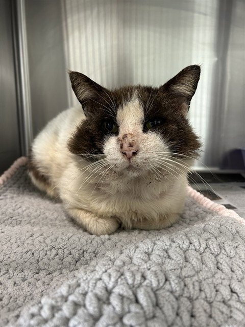 TAZZ - Domestic Short Hair available for adoption