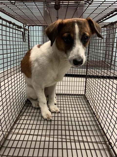 CANDY - Chihuahua available for adoption