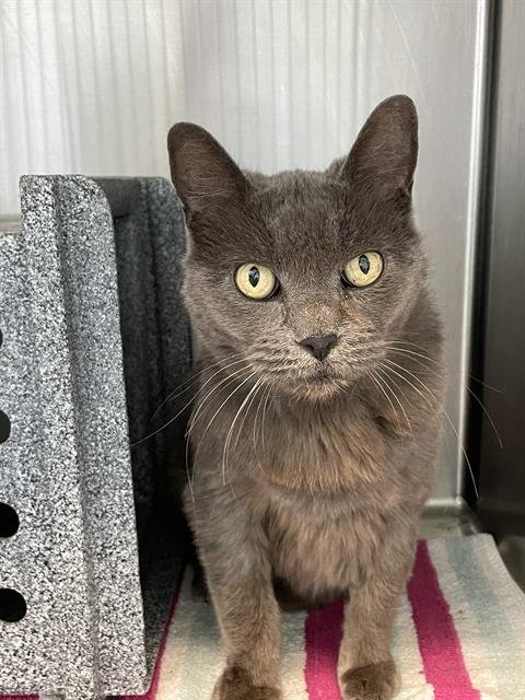 NATALIA - Domestic Short Hair available for adoption