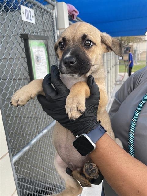 COPPERFIELD - German Shepherd Dog available for adoption