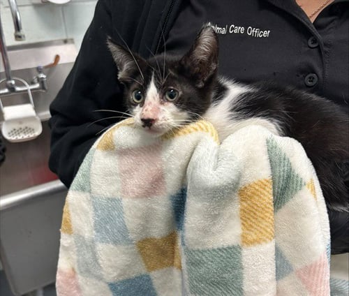 BAKED POTATO - Domestic Short Hair available for adoption