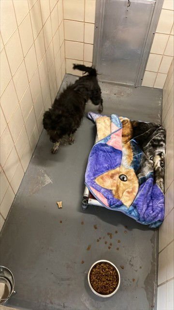 JAKE - Giant Schnauzer / Chow Chow available for adoption