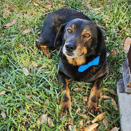 ANDY - Dachshund available for adoption