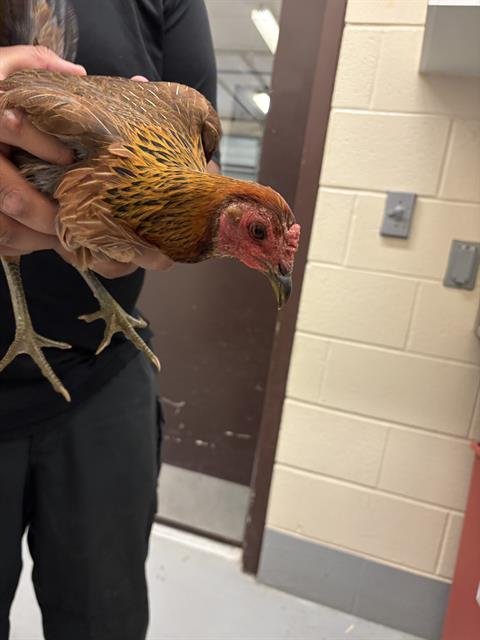 CHICKEN #19 - Chicken available for adoption