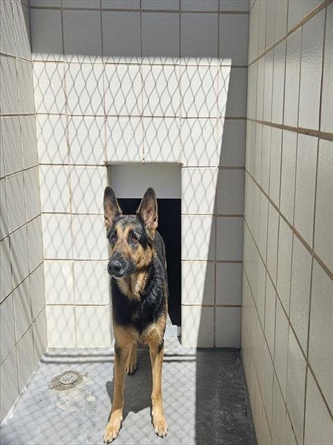 MILO - German Shepherd Dog available for adoption