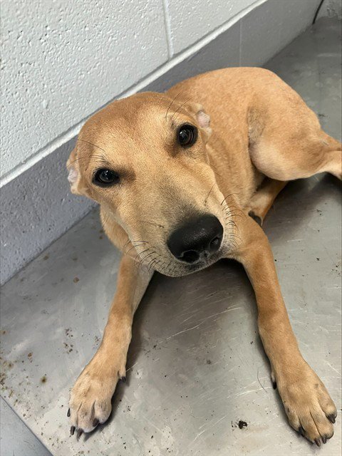 ADA - Labrador Retriever available for adoption
