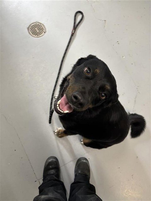 IVY - Border Collie / Australian Shepherd available for adoption