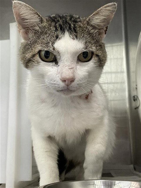 IVAN DRAGO - Domestic Short Hair available for adoption