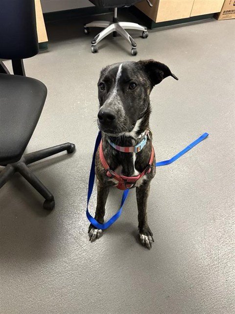 MELODY - Plott Hound available for adoption