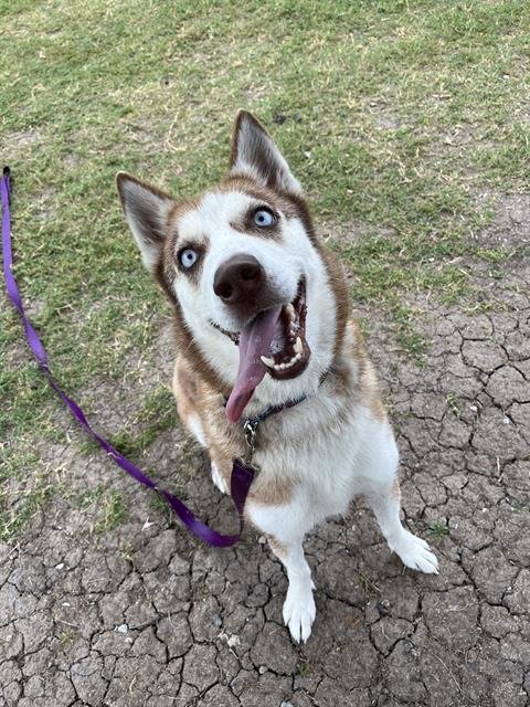 MONROE - Siberian Husky available for adoption