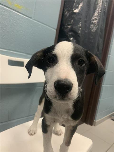 CALCITE - Miniature Pinscher / Border Collie available for adoption