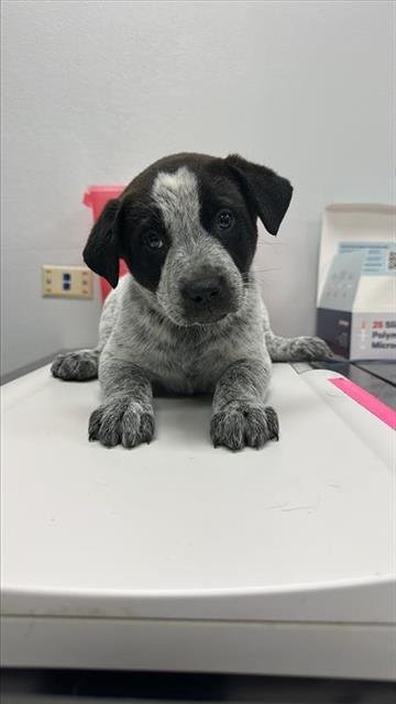 BUBBLES - Australian Cattle Dog/Blue Heeler available for adoption