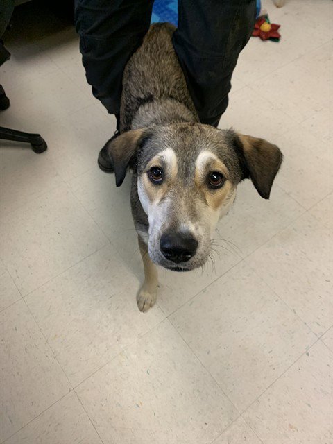 GRACE - German Shepherd Dog available for adoption