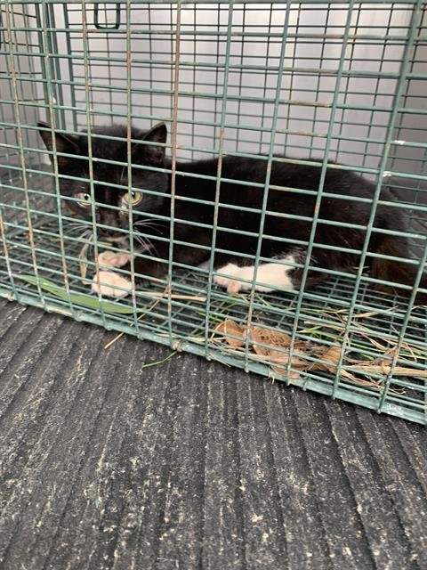 TUX - Domestic Short Hair available for adoption