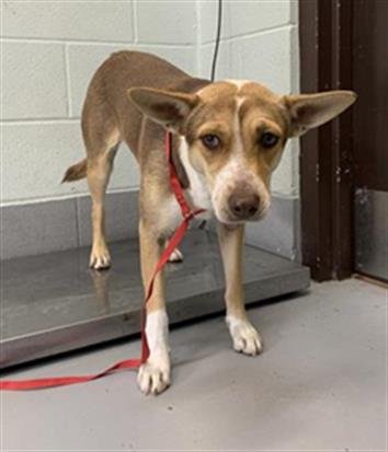 COWGIRL - Australian Cattle Dog/Blue Heeler available for adoption