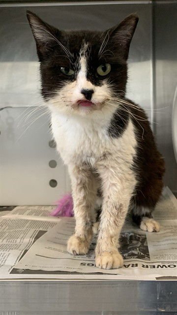 BEANS - Domestic Short Hair available for adoption