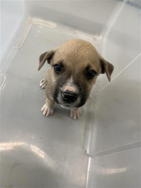 BOONE - Black Mouth Cur available for adoption