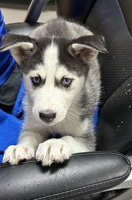 ICEMAN - Husky available for adoption