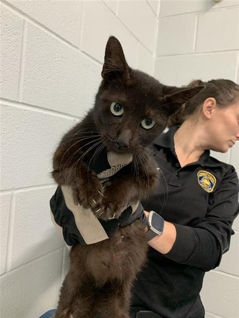 NIGHTSHADE - Domestic Short Hair available for adoption