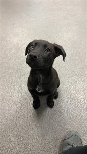 MONICA - Labrador Retriever available for adoption