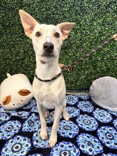 BABY GIRL - Labrador Retriever for adoption in Corpus Christi