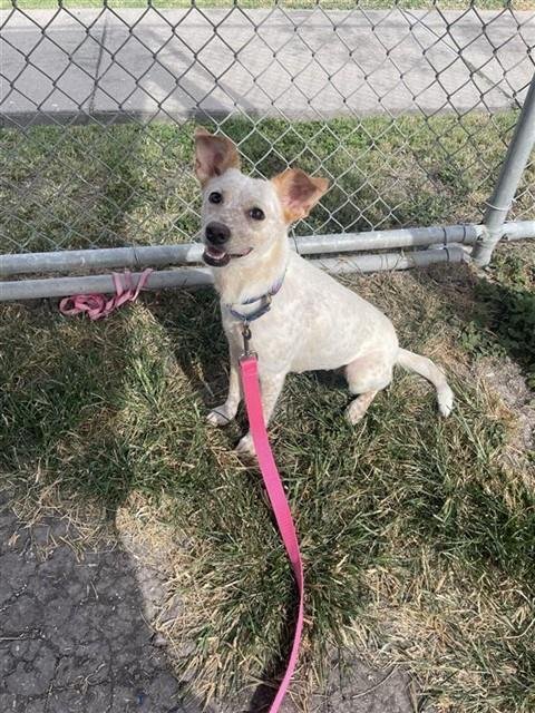 MONA LISA - Australian Cattle Dog/Blue Heeler available for adoption