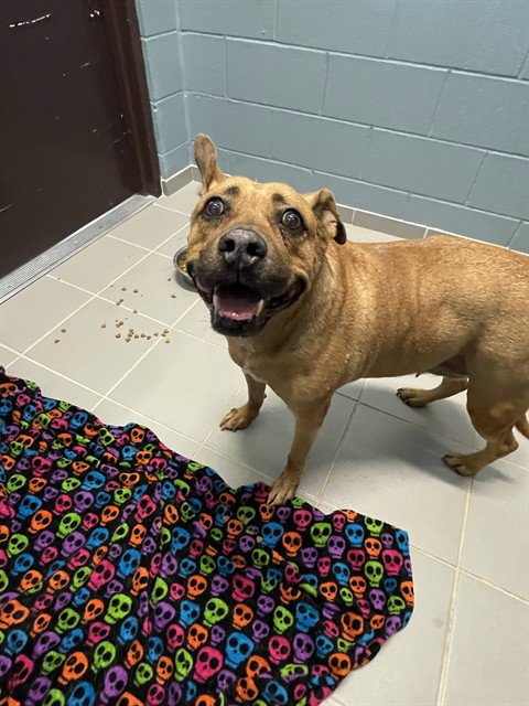 KIKI - Carolina Dog available for adoption