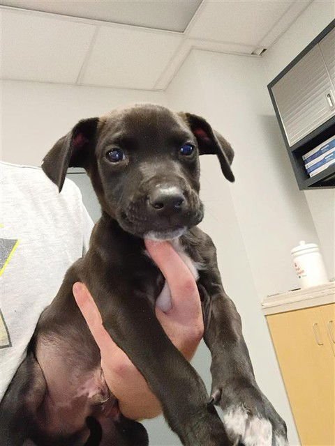 CHOMPERS - Labrador Retriever available for adoption