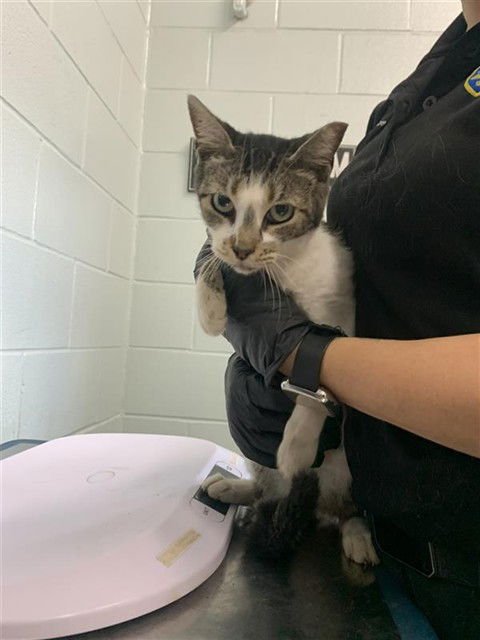 JUDY - Domestic Short Hair available for adoption