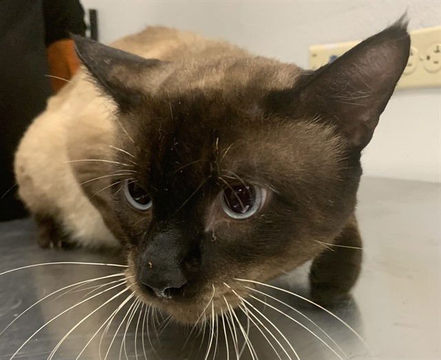 HANZO - Siamese available for adoption