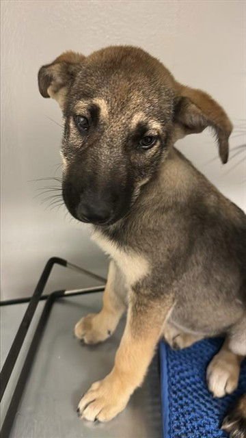 BLANCHE - Labrador Retriever available for adoption