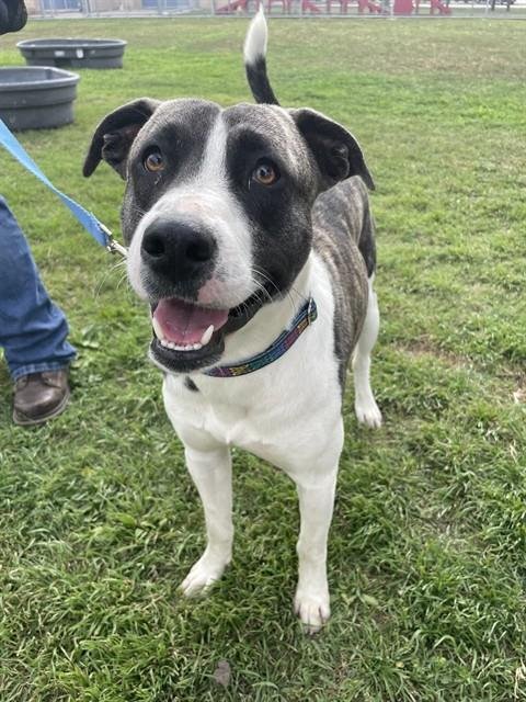 HAROLD - American Pit Bull Terrier available for adoption