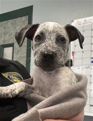 BRIQUETTE - Australian Cattle Dog/Blue Heeler available for adoption